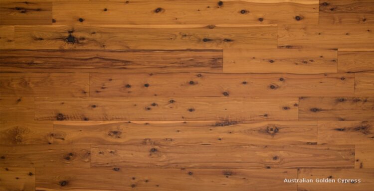 Australian Golden Cypress OC7528GC
